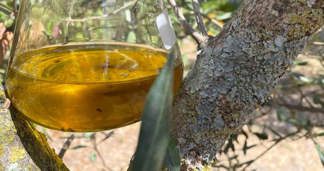The science behind extra virgin olive oil’s antioxidant properties
