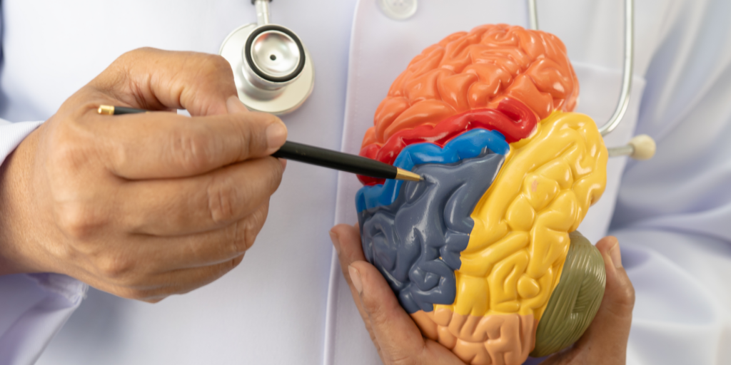 Model of the brain